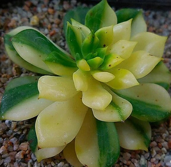 jade point succulents Echeveria Agavoides Jade Point - beautiful succulent