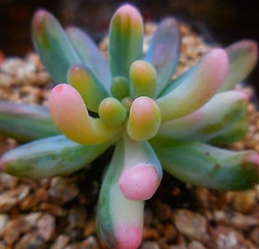 petal leaf succulents Sedum Pachphyllum - beautiful succulent