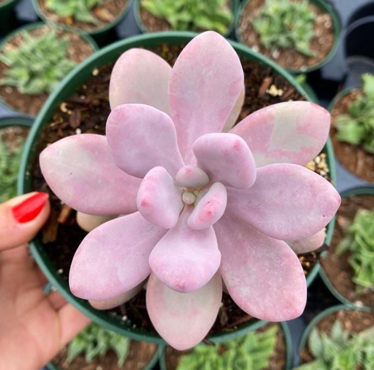 roseum succulent plant Pachyveria Oviferum Roseum - Pink moonstones - beautiful succulent