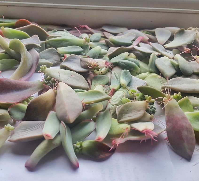 propagating different types of succulents Succulent propagation leaves