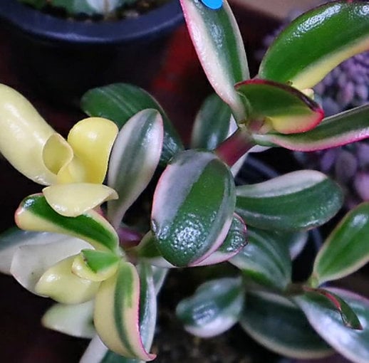 rare succulent plants for sale Crassula Argentea Variegata - Rare Succulent - Beautiful Succulent