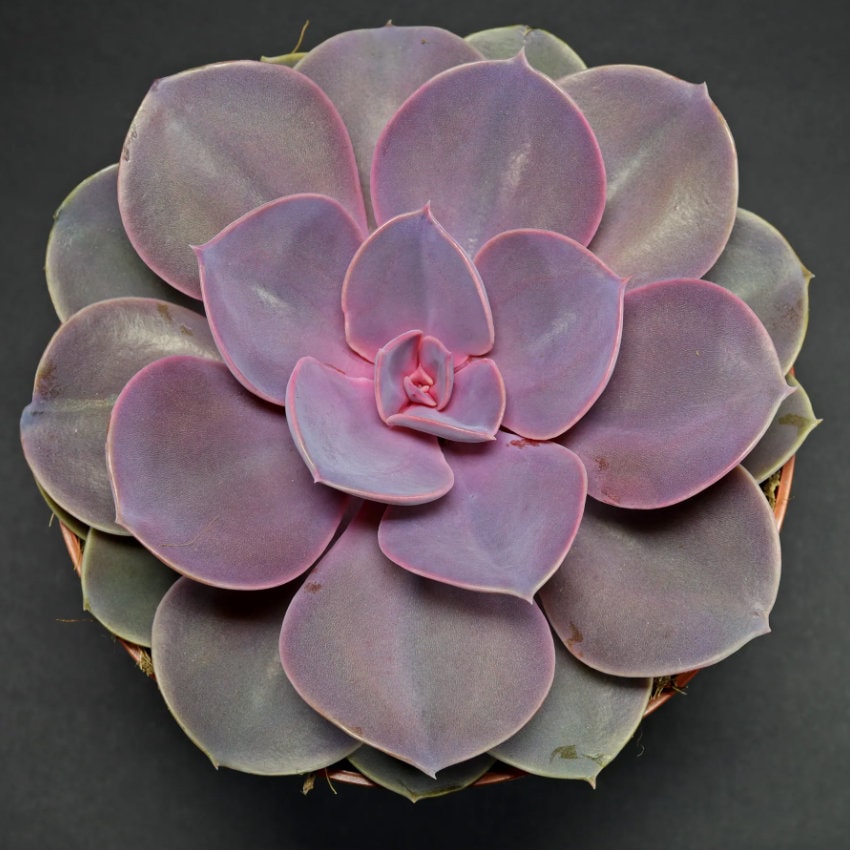 purple pearl succulent Echeveria Purple Pearl - beautiful succulent