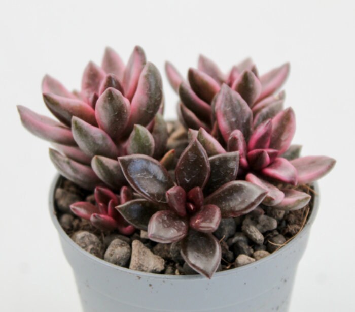 succulent strawberry Graptopetalum Chocolate and Strawberries - beautiful succulent