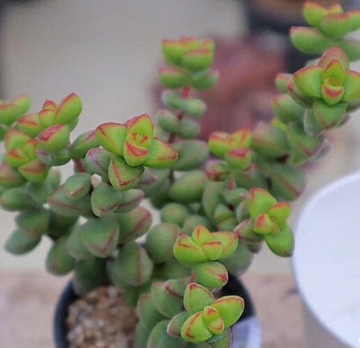 rare succulent cuttings Crassula Brevifolia - Beautiful Succulent - Rare Succulent