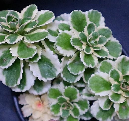 sedum atlantis succulent Sedum Takesimense Atlantis - Beautiful Succulent - Rare Succulent