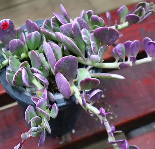 variegated succulent vine Senecio Jacobsenii - Beautiful Succulent - Rare Succulent