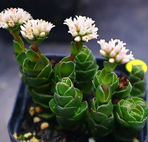 rare succulent plants Grassula David - Beautiful Succulent - Rare Succulent