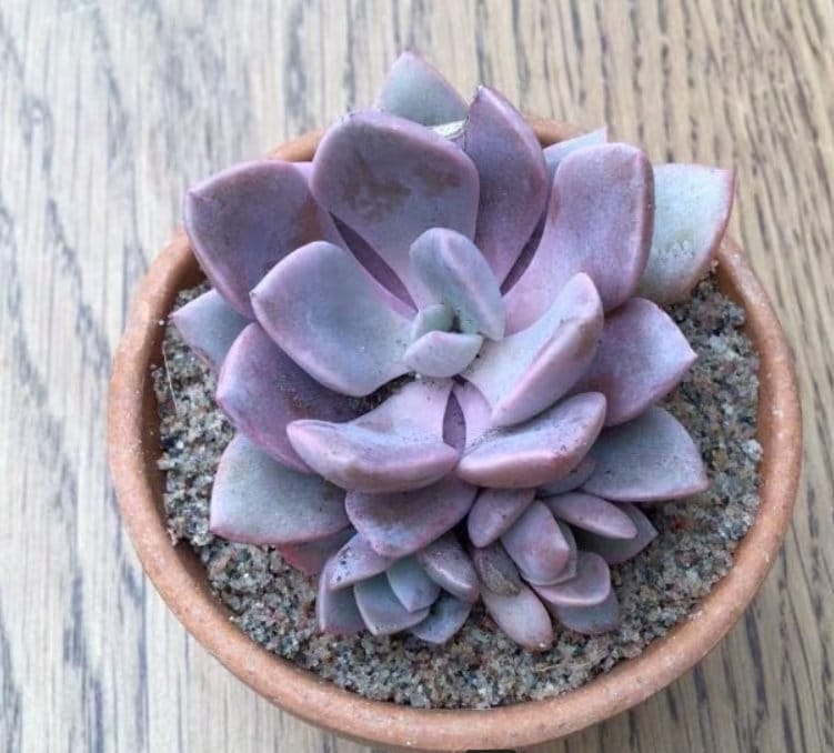 succulent debbie Graptoveria Debbie - beautiful succulent