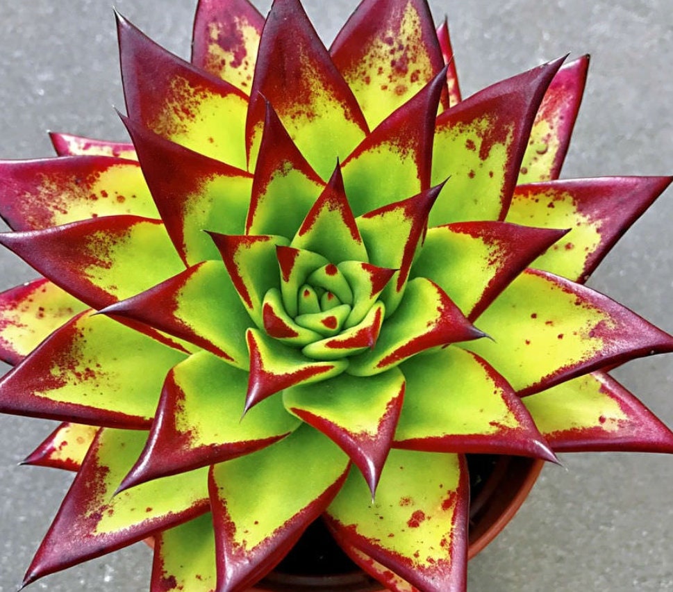 succulent with red edged leaves Echeveria Agavoides Red Edge - Echeveria Lipstick