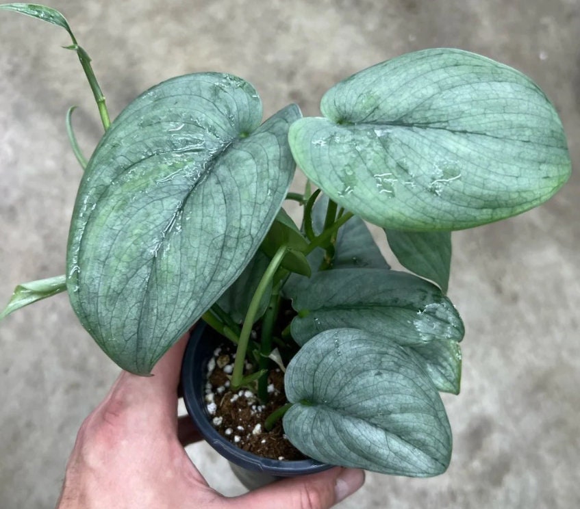 pothos silver hero Scindapsus Silver Hero - Rare Plant - Beautiful Plant