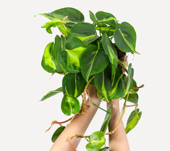 philodendron brasil rare Philodendron Scandens Brasil - Rare Plant - Beautiful Plant