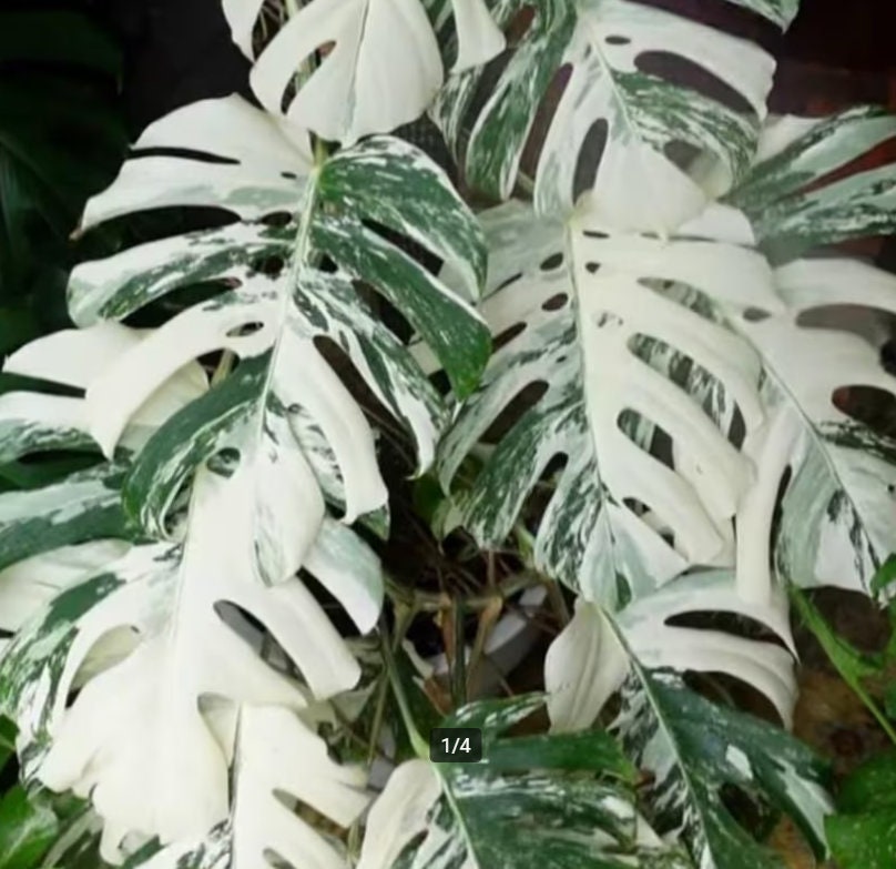 buy variegated monstera deliciosa Monstera Deliciosa Albo Variegated - Variegated Monstera - Rare Plants - Monstera Cuttings