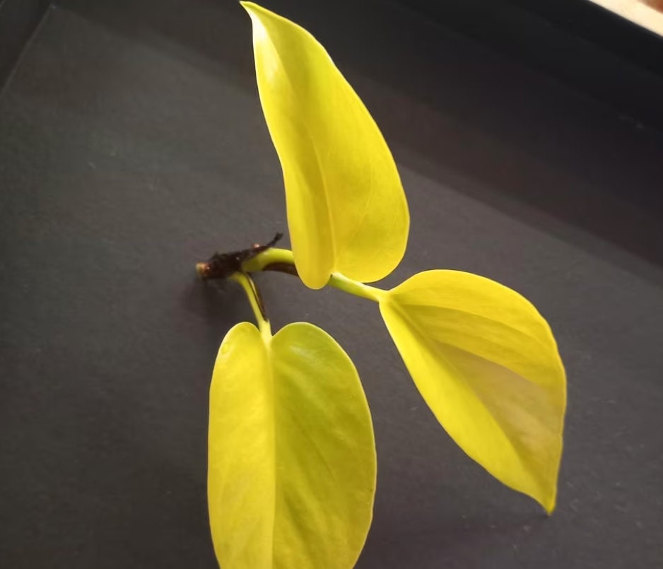 variegated neon pothos rare Scindapsus Neon Pothos - Rare Plant - Beautiful Plant