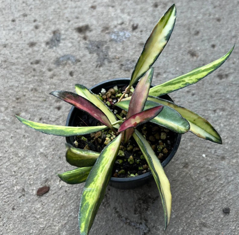 succulent node Hoya Wayetti Variegata - succulent plant