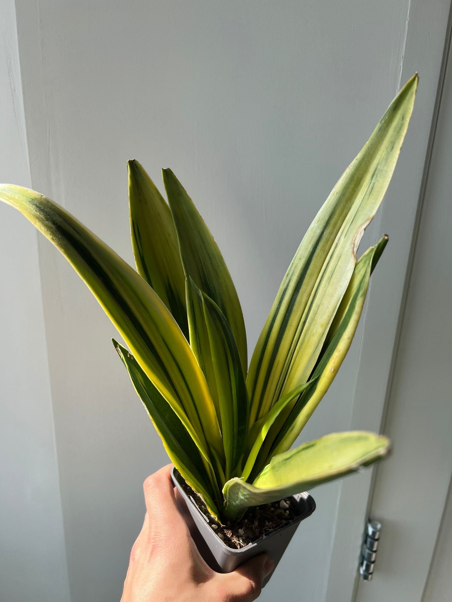 flame plant succulent Sanseveria Golden Flame - Succulent plant
