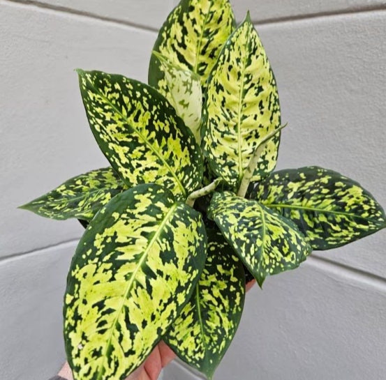 dieffenbachia sparkles Dieffenbachia Reflector - Rare Plant - Beautiful Plant