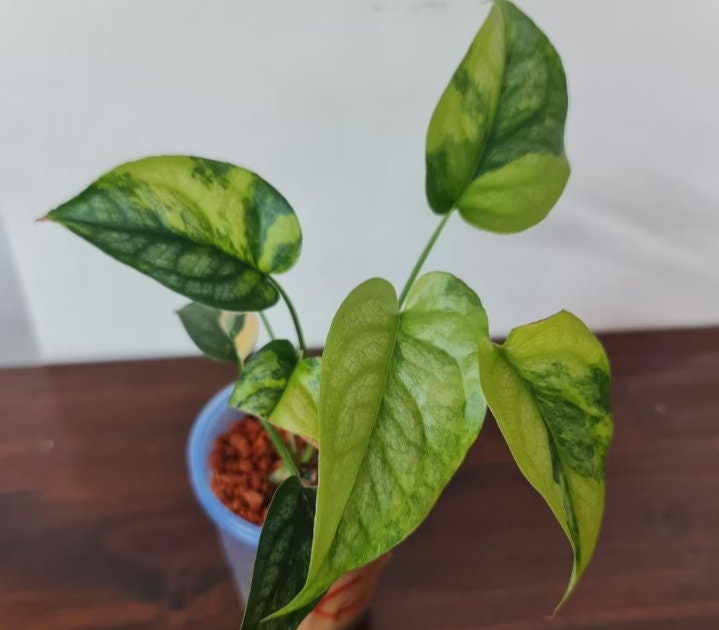 monstera siltepecana philodendron Monstera Siltepecana Aurea - Rare Plants - Monstera Cuttings