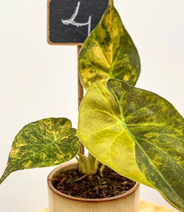 philodendron wentii Alocasia Wentii variegata - Rare Plant