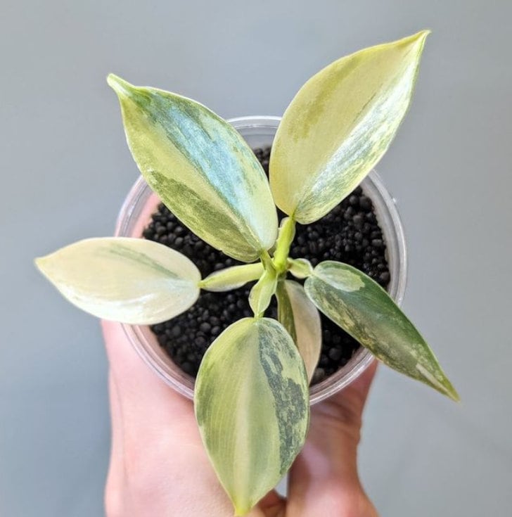 philodendron hastatum propagation Philodendron Hastatum Silver Sword Variegata - Rare Plant - Beautiful Plant