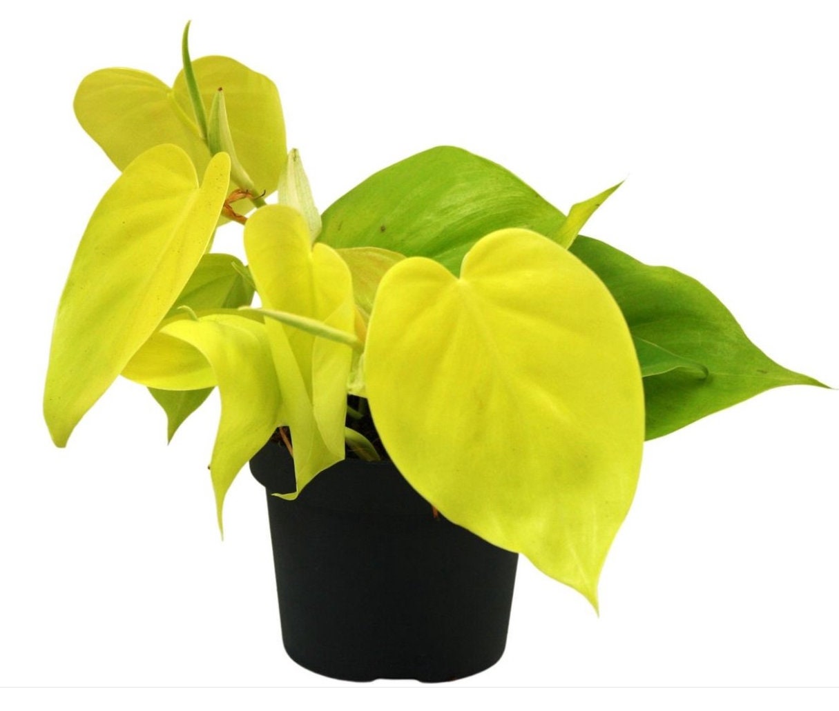 lemon lime philodendron cuttings Philodendron Lemon Lime - Rare Plant - Beautiful Plant