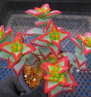 sun star succulent Crassula Sunstar - Beautiful Succulent - Rare Succulent