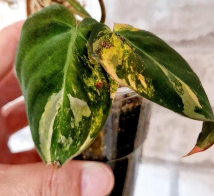 philodendron micans variegated pink Philodendron Scandens Micans Variegata Pink/Albo - Rare Plant