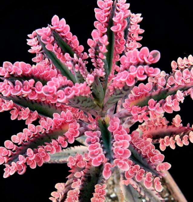 kalanchoe pink butterflies succulent Kalanchoë Pink Butterflies - Rare Plant - Beautiful Plant