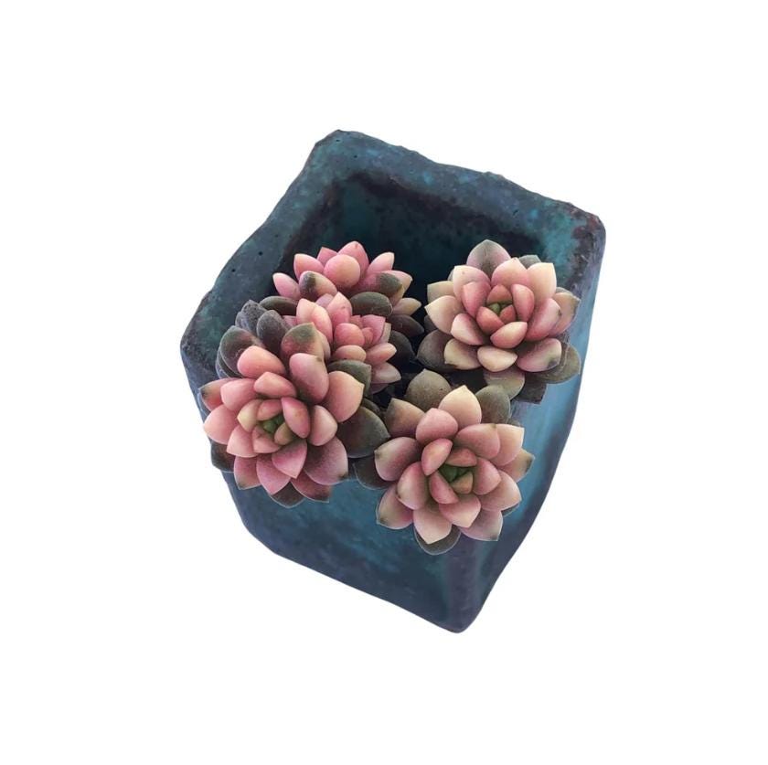 succulent little gem Cremnosedum Little Gem - beautiful succulent