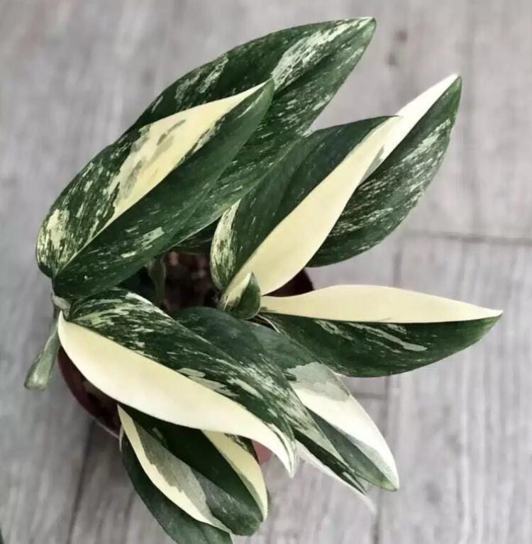 monstera talent austin Monstera Standleyana Stardust - Variegated Monstera - Rare Plants