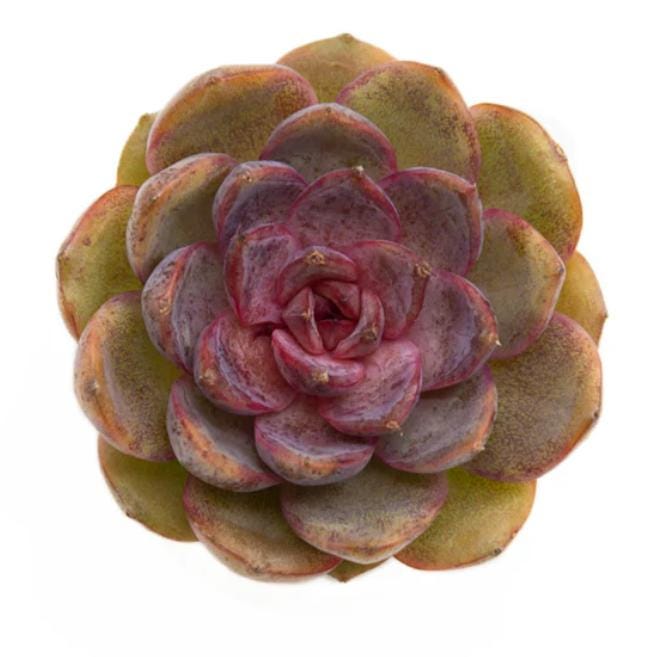 succulents brown Echeveria Mirine - beautiful succulent