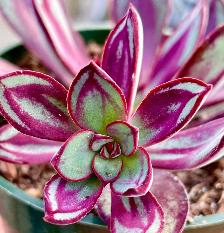 succulent plant with pink leaves Echeveria Nodulosa - beautiful succulent
