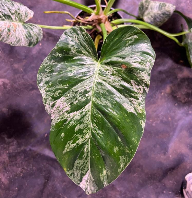 philodendron giganteum variegated vs blizzard Philodendron Giganteum Marble Blizzard Bont - Rare Plant