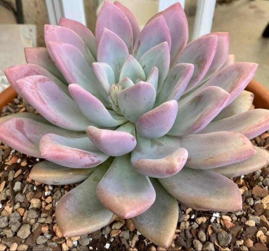 purple leaf succulent Pachyphytum Hookeri - beautiful succulent
