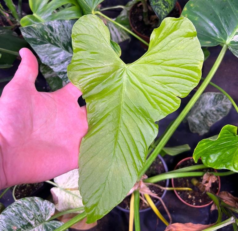 anthuriums rare Anthurium Balaoanum Variegated - Rare Plant - Beautiful Plant