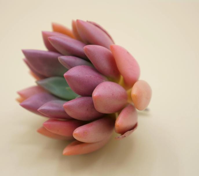 pink striped succulent Echeveria Pink Crew - beautiful succulent