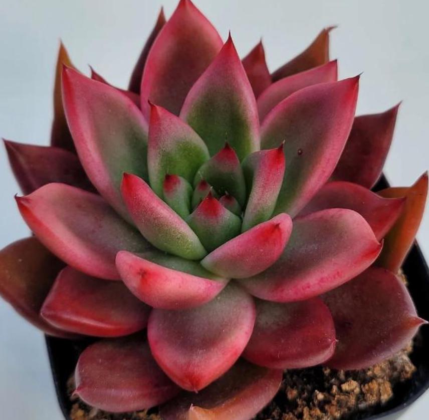 frank reinelt succulent Echeveria Agavoides Frank Reinelt - beautiful succulent