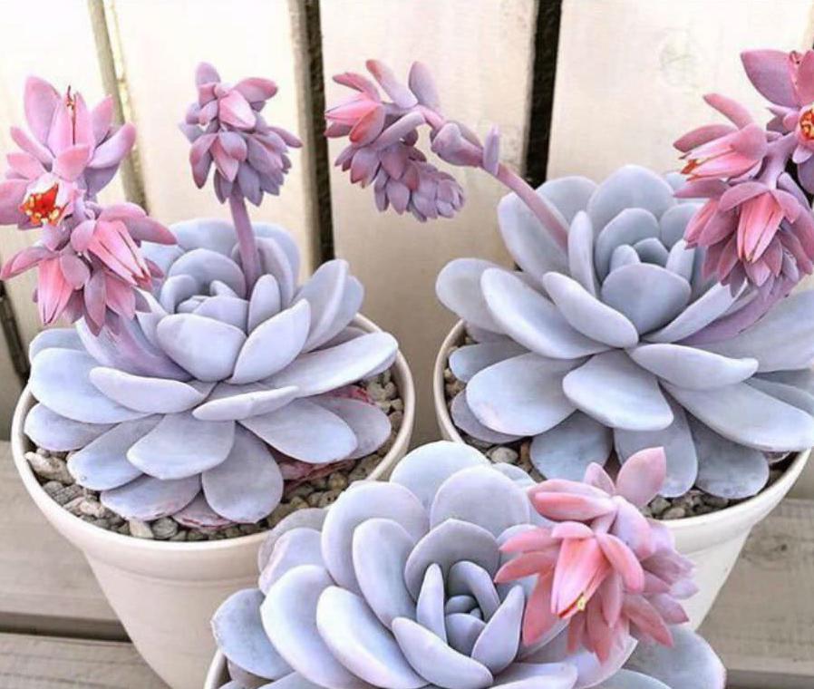 echeveria laui succulent plant bonsai Echeveria Laui - beautiful succulent