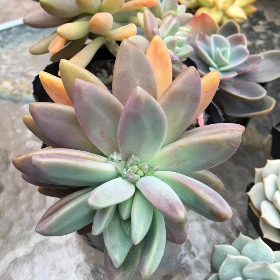 francesco baldi succulent Graptosedum Francesco Baldi - beautiful succulent