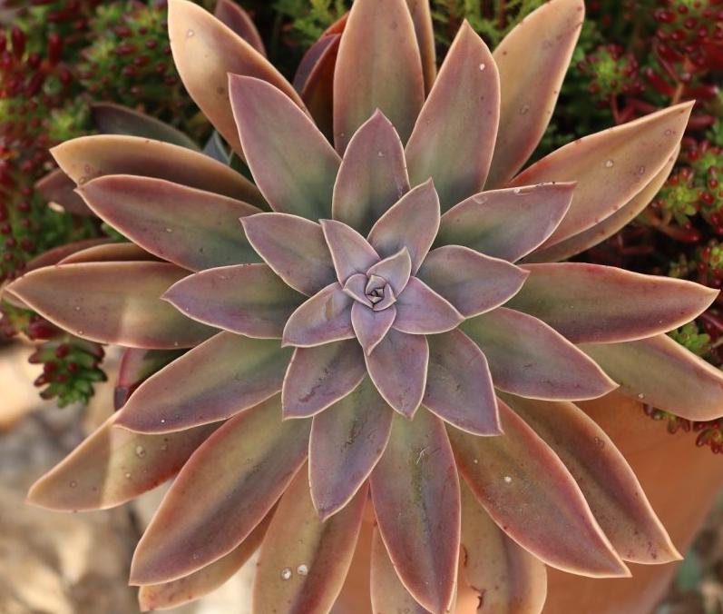 fred ives succulent Graptoveria Fred Ives - beautiful succulent