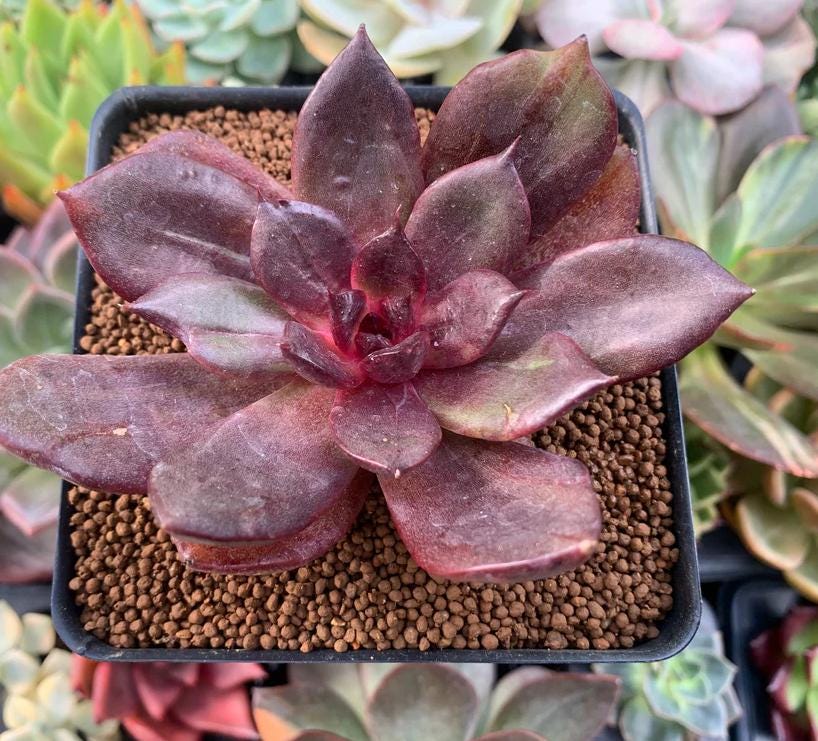 love plant succulent Echeveria Love And War - beautiful succulent