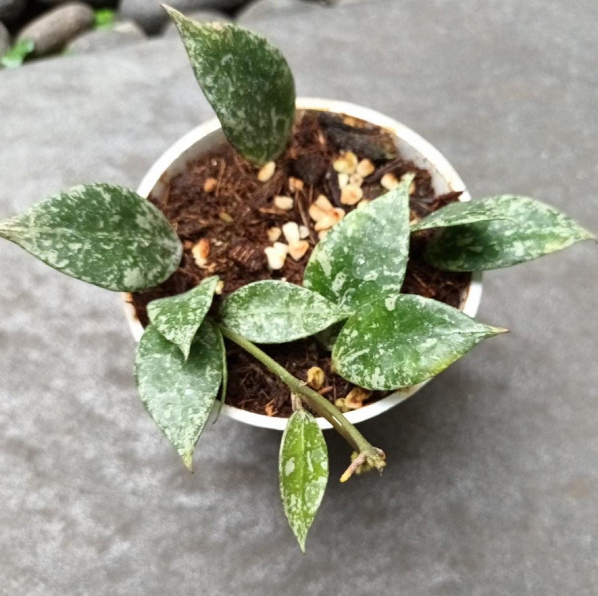 are hoyas succulents Hoya Lacunosa Splash - succulent plant
