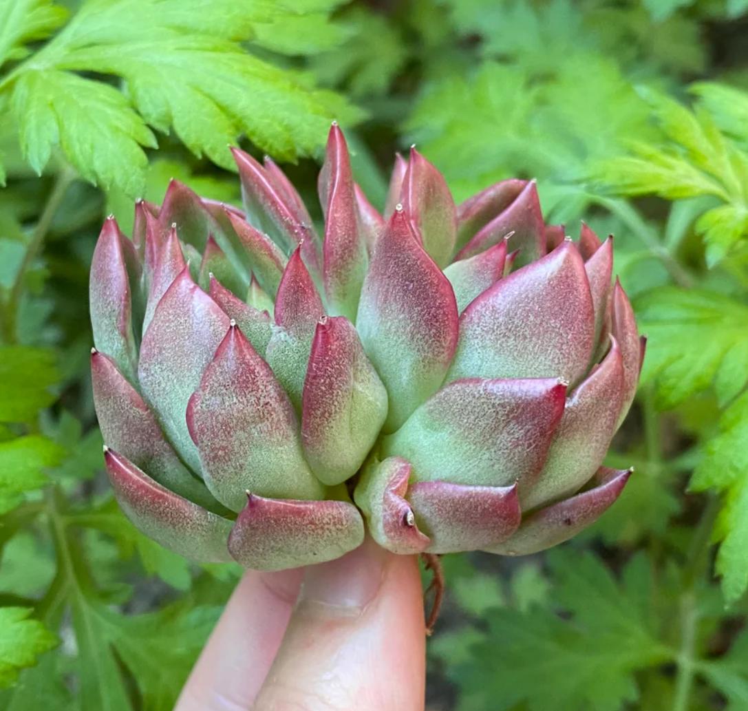 succulent letter Echeveria Love letter - beautiful succulent