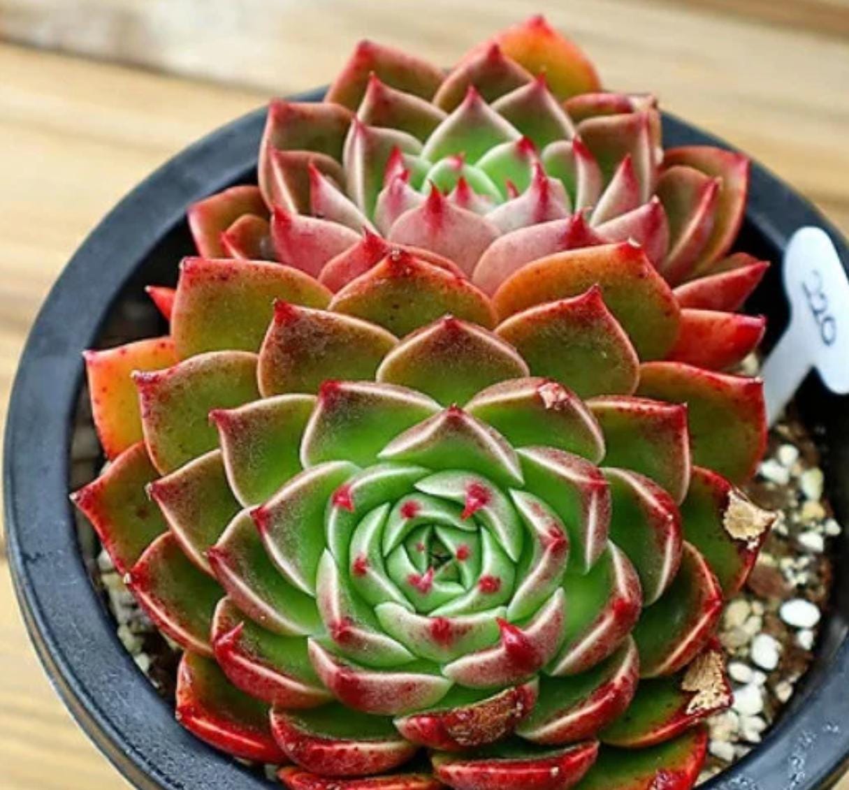 beautiful succulent Echeveria Rudolf - beautiful succulent