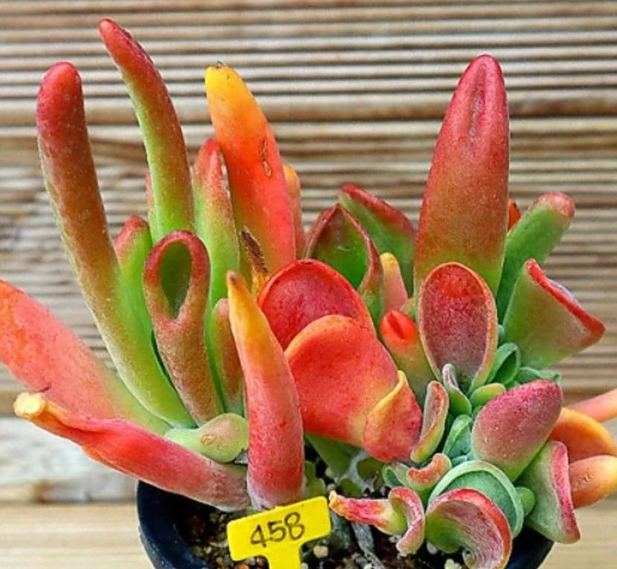 kalanchoe succulent propagation Kalanchoe Luciae Oricula - beautiful succulent