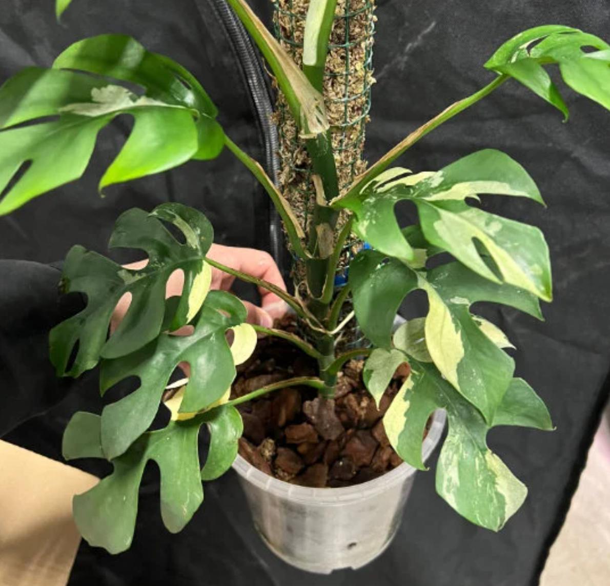 philodendron minima variegated Rapidophora Tetrasperma Variegata - Variegated Monstera Minima