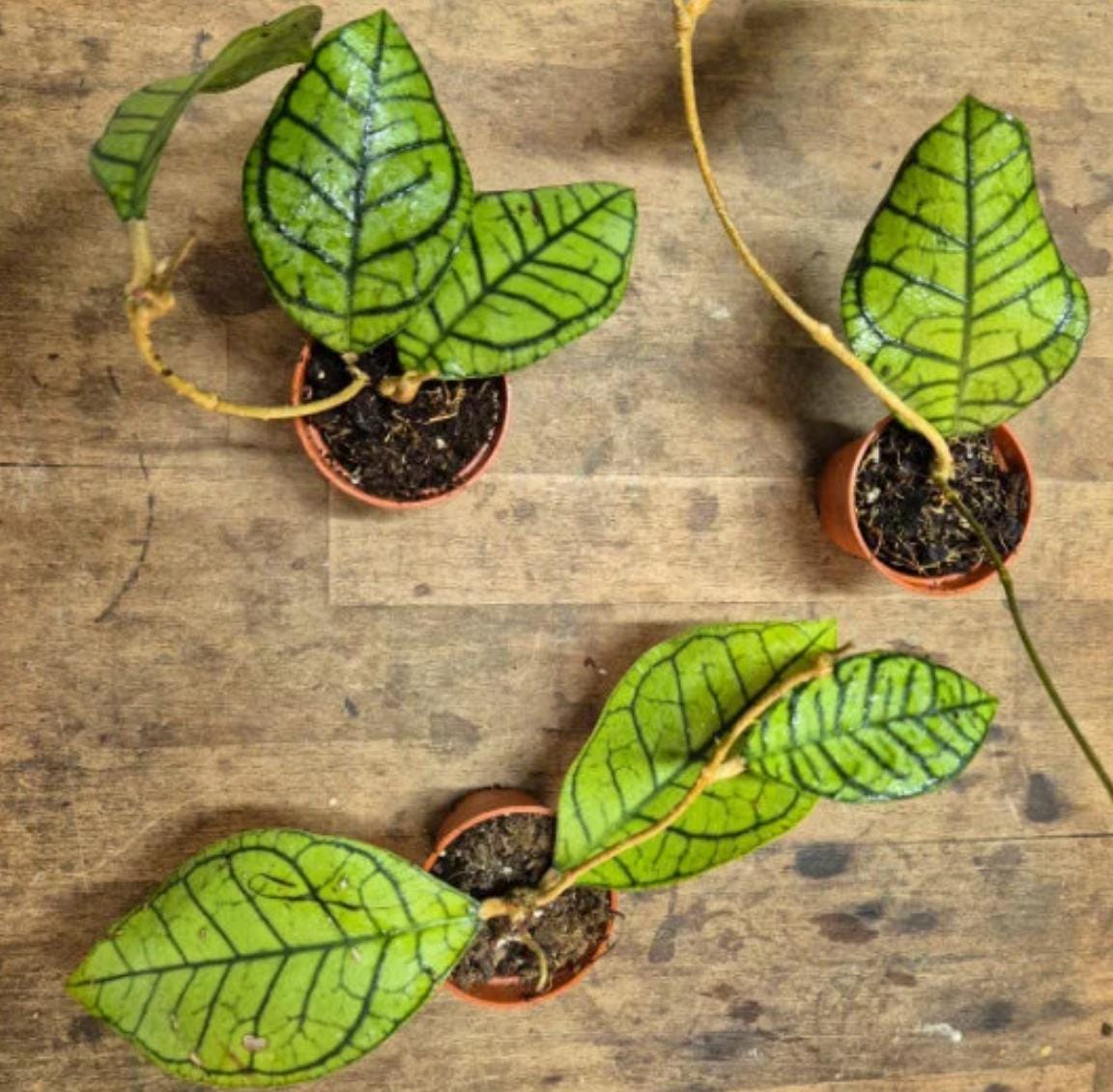 black cat succulent Hoya Black Cat - Hoya callistophylla - succulent plant