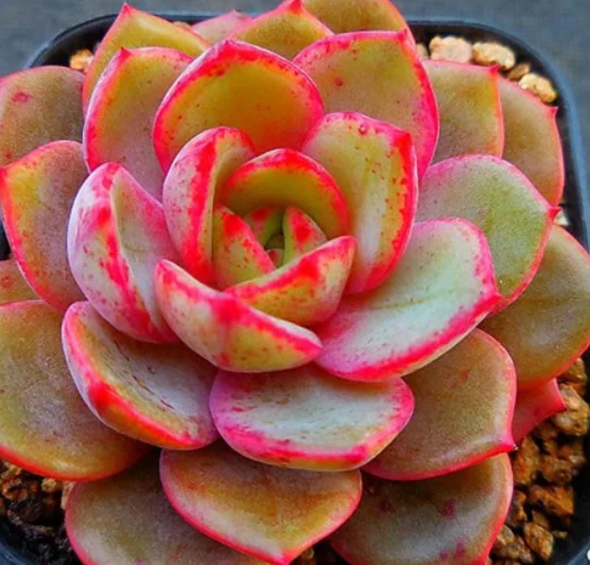 succulents and sunshine propagation Echeveria Sunrise - beautiful succulent