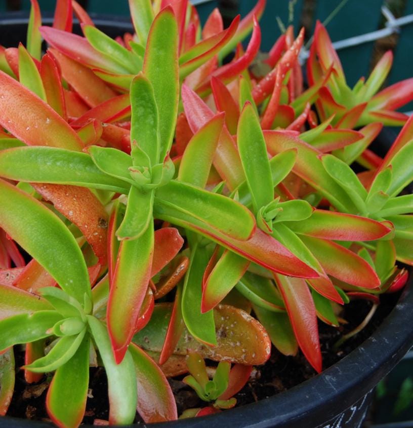 campfire plant succulent Crassula Capitella Campfire - beautiful succulent