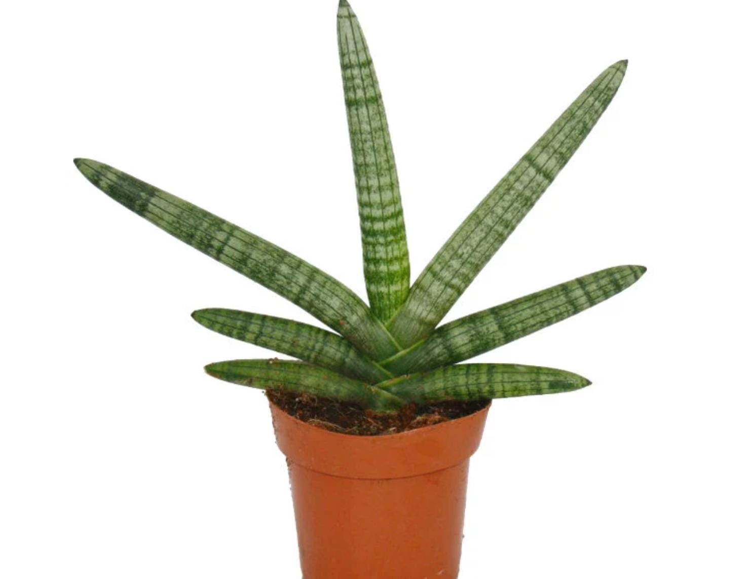 sansevieria cylindrica starfish care Sansevieria Cylindrica - Starfish Snake Plant