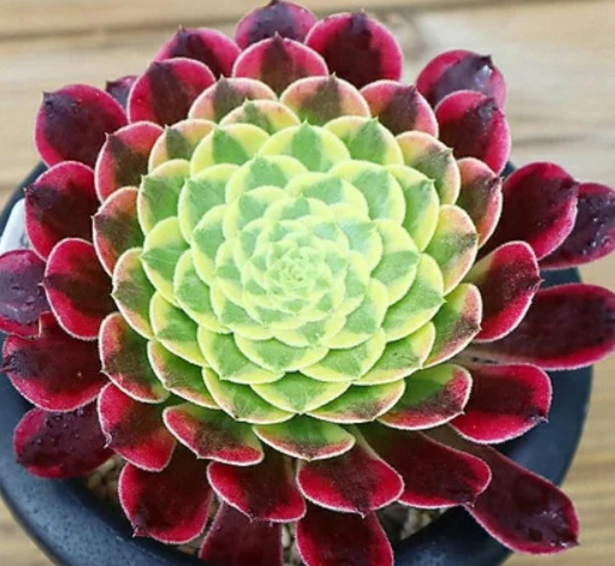 eucharia succulent Aeonium Canariense - beautiful succulent